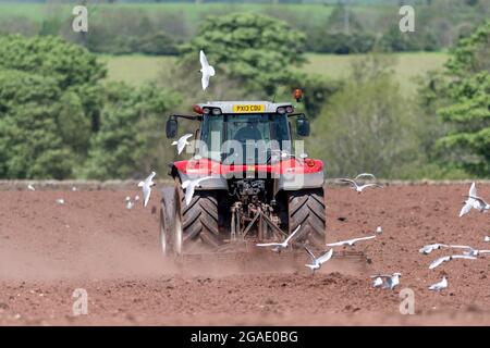 Möwen, die einem Züchter folgen, während ein Landwirt ein Saatbett für die Wiederbesaat einer Wiese im Eden Valley, Cumbria, Großbritannien, vorbereitet. Stockfoto