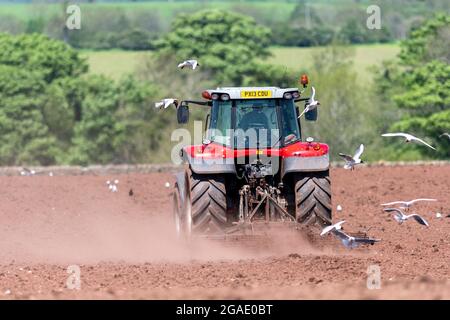 Möwen, die einem Züchter folgen, während ein Landwirt ein Saatbett für die Wiederbesaat einer Wiese im Eden Valley, Cumbria, Großbritannien, vorbereitet. Stockfoto