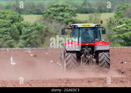 Möwen, die einem Züchter folgen, während ein Landwirt ein Saatbett für die Wiederbesaat einer Wiese im Eden Valley, Cumbria, Großbritannien, vorbereitet. Stockfoto