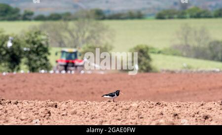 Austernfischer, Haematopus ostralegus, auf der Suche nach Nahrung in einem Feld, das angebaut wird. Cumbria, Großbritannien. Stockfoto