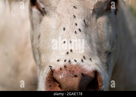 Rinder werden während eines heißen Sommers von Fliegen auf ihren Gesichtern belästigt. Yorkshire, Großbritannien. Stockfoto