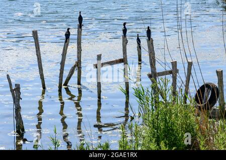 Pygmäen-Kormorane, die am Ufer des Prespa-Sees in Psaradhes ruhen; Mazedonien, Nordgriechenland. Stockfoto