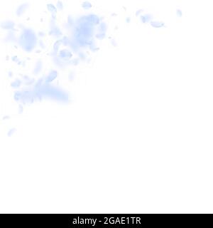 Hellblaue Blütenblätter fallen herunter. Seltene romantische Blumen Ecke. Fliegendes Blütenblatt auf weißem quadratischem Hintergrund. Liebe, Romantik Konzept. Amüsante Hochzeitseinladung. Stock Vektor