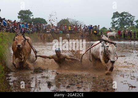 PACU Jawi-Bullenrennen in West-Sumatra Stockfoto