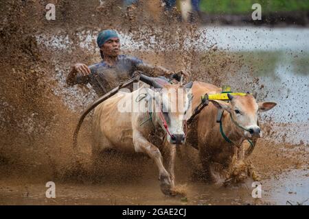 PACU Jawi-Bullenrennen in Sumatra Stockfoto