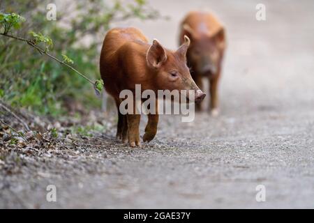 Tamworth Ferkel-Sus scrofa domesticus. Stockfoto