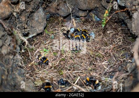 Bufftailed Hummel Nest in einem Kaninchenloch, das aussieht, als wäre es vordatiert (Bombus terrestris), West Yorkshire, Großbritannien Stockfoto