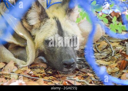 Ein tranquilisierter gemalter Hund, auch bekannt als gemalter Wolf, in einem Tierschutzgebiet in Hwange, Simbabwe, im Jahr 2018, kurz bevor er ein Halsband aufgesetzt hatte. Der bemalte Hund wurde mit einem Spurhalsband ausgestattet, das auch als Anti-Snare-Gerät dient und wieder in die Wildnis des Hwange-Nationalparks eingeführt. Stockfoto