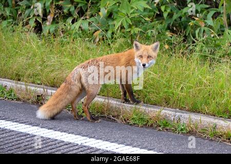 Süß und flauschig wilder Ezo Red Fox oder Vulpes vulpes schrencki in Rausu Hokkaido, Japan Stockfoto