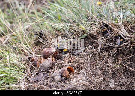 Hummeleier mit Buffschwanz am Rand eines Kaninchennests, das aussieht, als wäre es bereits älter (Bombus terrestris), West Yorkshire, Großbritannien Stockfoto