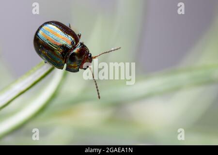 Rosmarinkäfer (Chrysolina americana) auf einem Rosmarinblatt, West Yorkshire, Großbritannien Stockfoto