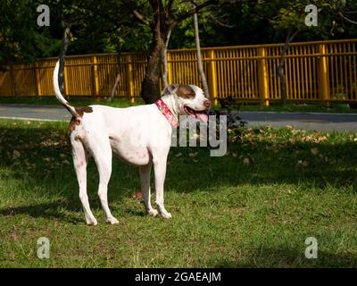 American Pitbull Terrier Dog ist glücklich beim Gehen im Public Park in Medellin, Kolumbien Stockfoto