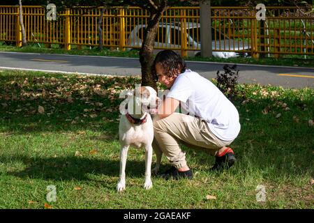 Medellin, Antioquia, Kolumbien - Juli 23 2021: Junger Latein stottet einen amerikanischen Pitbull-Terrier-Hund im öffentlichen Park Stockfoto