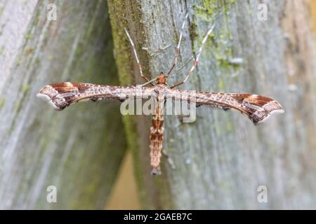 UK Wildlife: Schöne Plume (Amblyptilia acanthadactyla) Motte auf einem Zaun thront, nachdem sie beim Mähen des Rasens gestört wurde, in kreuzförmigen Ruhe p Stockfoto