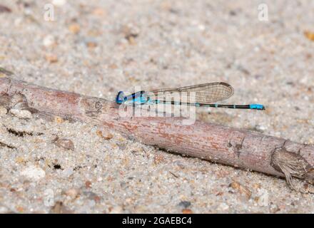 Eine wunderschöne hellblaue Tänzerin (Argia sedula) Damselfly, die auf einem Holzbock im Osten Colorados thront Stockfoto