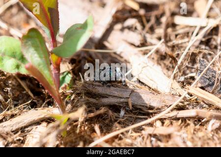 Auffällige Spinne (Phidippus audax) mit bunten Reißzähnen auf dem Boden Stockfoto