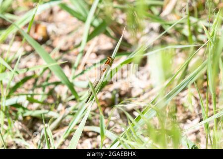 Eine orangene Ostschwanzschwanzschwanzdamselfly (Ischnura verticalis), die auf einer Grashalme thront Stockfoto