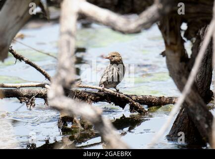Eine Pine Siskin (Spinus pinus), die auf einem Baumstegel über einem Fluss thront Stockfoto