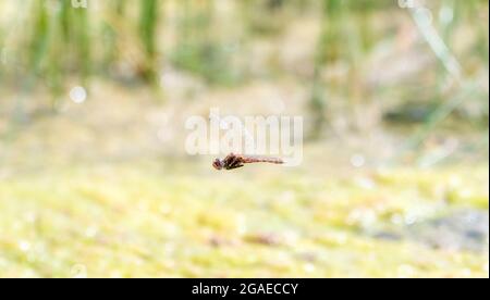 Eine bunte Meadowhawk (Sympetrum corruptum)-Fliege im Flug Stockfoto