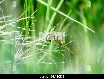 Eine bunte Meadowhawk (Sympetrum corruptum)-Fliege, die auf getrockneter Vegetation thront Stockfoto