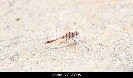 Eine bunte Meadowhawk (Sympetrum corruptum)-Fliege, die auf dem Boden thront Stockfoto