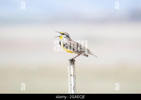 Eine Westmeadowlark (Sturnella neglecta), die auf einem Zaunposten auf den Ebenen und Graslandschaften von Colorado thront Stockfoto