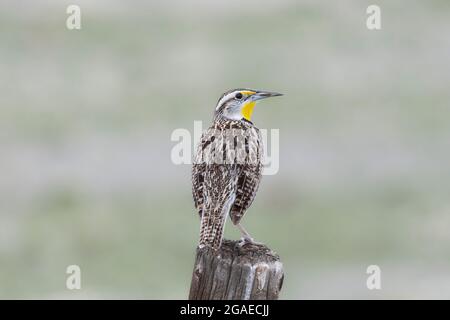 Eine Westmeadowlark (Sturnella neglecta), die auf einem Zaunposten auf den Ebenen und Graslandschaften von Colorado thront Stockfoto