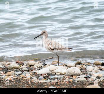 Eine Willet (Tringa semipalmata), die während der Migration an der Küste eines kleinen Sees auf Nahrungssuche ist Stockfoto