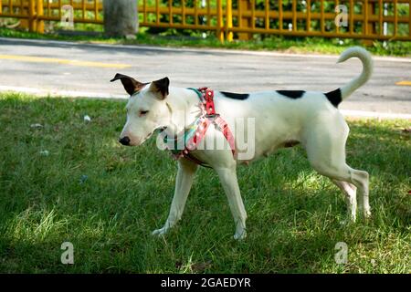 Ein Mongrel Bull Terrier zu Fuß für den Public Park in Medellin, Kolumbien Stockfoto