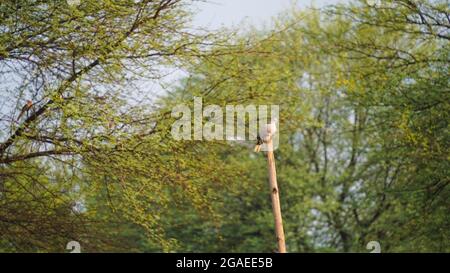 Taube auf einem trockenen Ast sitzend. Eurasische Halstaube oder Streptopelia decaocto. Stockfoto