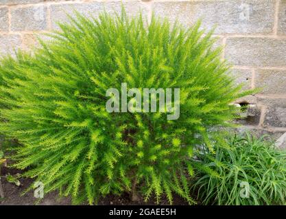 Leuchtend grüner flauschiger Zierstrauch. Stachelige Spinnenblüten oder Wacholderblatt-grevillea. Stockfoto