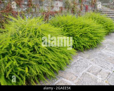 Stachelige Spinnenblüten oder Wacholderblatt-grevillea. Leuchtend grüne, flauschige Ziersträucher. Stockfoto