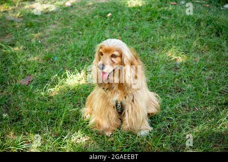 Cocker Mongrel Dog ist glücklich im Public Garden in Medellin, Kolumbien Stockfoto