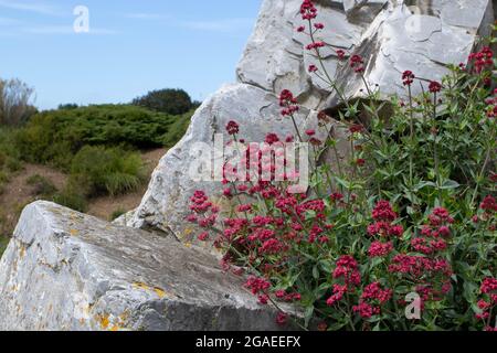 Rote Baldrianblüten. Centranthus ruber blühende Pflanzen auf den Felsen. Stockfoto