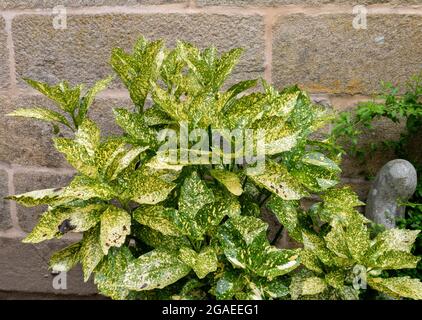 Gefleckte Lorbeer- oder Aucuba japonica-Buschpflanze mit gelb-grünen, bunten Blättern in der Nähe der alten Steinmauer Stockfoto