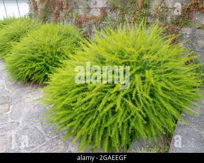 Wacholderblatt-grevillea oder stachelige Spinnenblüten. Leuchtend grüne, flauschige Ziersträucher. Stockfoto