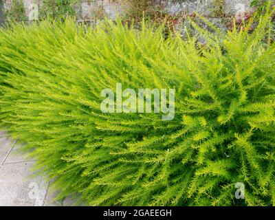 Leuchtend grüne, flauschige Ziersträucher. Stachelige Spinnenblüten oder Wacholderblatt-grevillea. Stockfoto