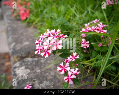 Rot-weiß gestreifte Eisenkraut blühende Pflanze mit Blumen und Knospen im Garten Stockfoto