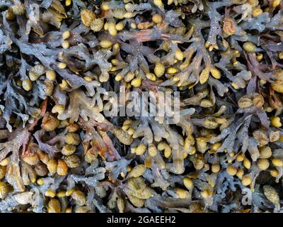 Fucus vesiculosus. Bei Ebbe tauchten Algen im Blasengestell auf. Stockfoto