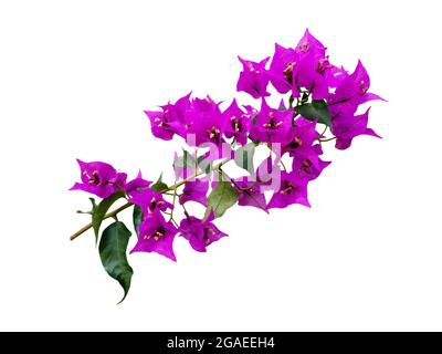 Bougainvillea leuchtend lila tropische Blüten verzweigen isoliert auf weiß Stockfoto