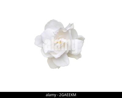 Gardenia jasminoides duftende Blume Draufsicht isoliert auf weiß Stockfoto