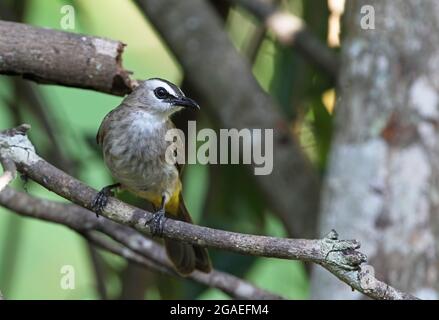 Gelb belüfteter Bulbul (Pycnonotus goiavier personatus) Erwachsener auf dem toten Zweig Kaeng Krachan, Thailand November Stockfoto