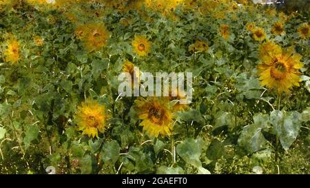 Digitale Aquarell Malerei der schönen Landschaft Bildansicht der Sonnenblume in einem Feld, Japan Stockfoto