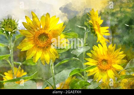 Digitale Aquarell Malerei der schönen Landschaft Bildansicht der Sonnenblume in einem Feld, Japan Stockfoto