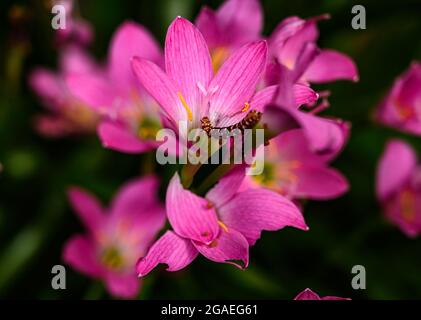 Die indische Lilienmotte (Polytela gloriosae) Raupe ist eine Motte der Familie Noctuidae. Lily Raupen fressen rosa Regenlilie. Stockfoto