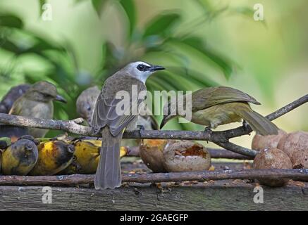 Gelb belüfteter Bulbul (Pycnonotus goiavier personatus), Erwachsene, der am Vogeltisch mit Streifenohrbulls (P.blanfordi conradi) Kaeng Krachan, Thailand, füttert Stockfoto