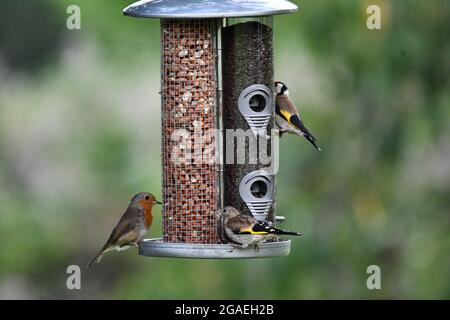 Ein erwachsener und jugendlicher Goldfinch und EIN Robin Rotbrust, der von einem hängenden Vogelfutterhäuschen ernährt wird Stockfoto
