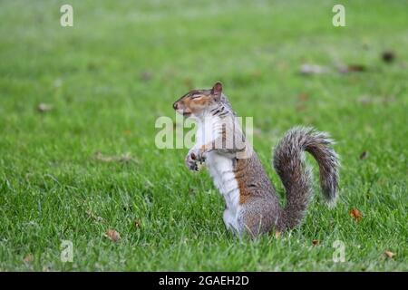 Ein graues Eichhörnchen, das an einem Sommernachmittag in Nottinghamshire aufrecht mit geschlossenen Augen steht Stockfoto