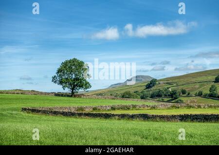 Ungewöhnlicher Blick auf Pen-y-ghent mit Baum von der Stainforth Lane bei herrlichem sommerlichem Wetter, Stainforth, Yorkshire Dales National Park. UK-Landschaft. Stockfoto