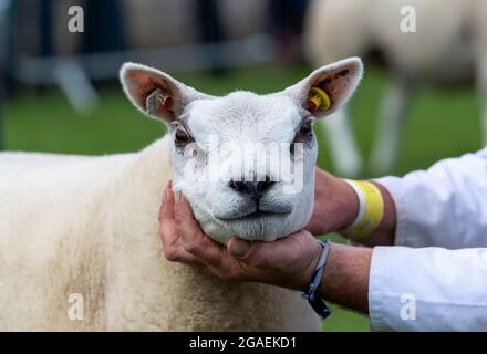 Zeigt Beltex Schafe auf der Great Yorkshire Show, 2021. Stockfoto